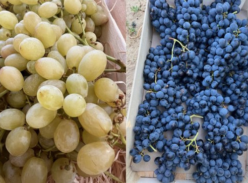 Domaine Reverchon - MIX mélange raisin muscat + raisin blanc 4KG