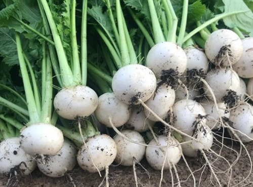 Nature et Saveurs - Ferme Aquaponique et Permacole Astérienne - Mini navets polaires gastronomiques – douceur et précision