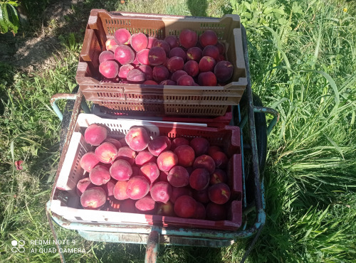 Massot Delphine et Garrigue Marc - Méga pack fin de saison 18KG Nectarines BIO pour confiture, jus, compote
