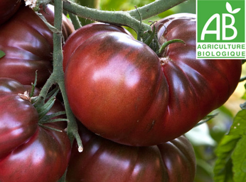 Mon Petit Producteur - Tomate Ancienne Bio Noire De Crimée
