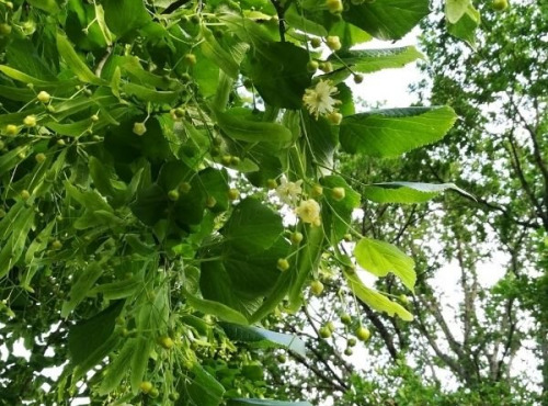 La Cabane à plantes - Tilleul