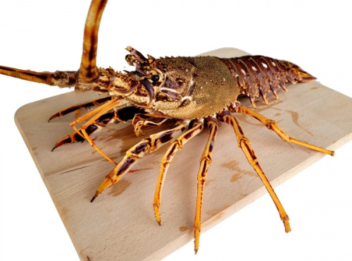 La Criée d'à Côté - Langouste Rouge Cuite - 800g