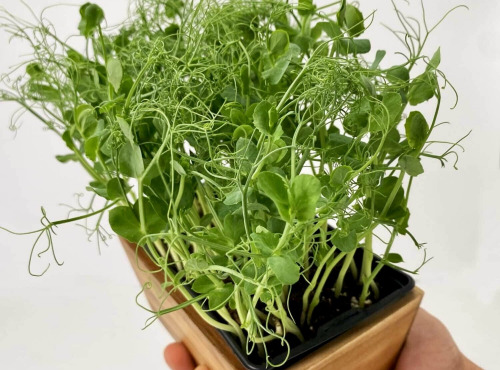 Horssol - Ferme urbaine - Micro-pousse de Pois vrillé x4 barquettes