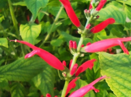 Nature et Saveurs - Ferme Aquaponique et Permacole Astérienne - Sauge Ananas (10 Fleurs Fraiches)