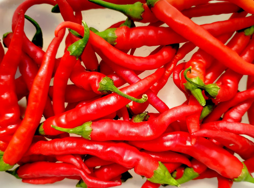 Nature et Saveurs - Ferme Aquaponique et Permacole Astérienne - Piment de Cayenne – Allongé, ardent et plein de caractère