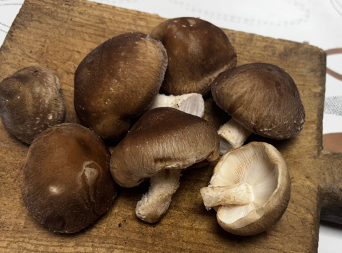 Champignons du Périgord - Shiitakes frais cultivés en Corrèze | 1 kilo