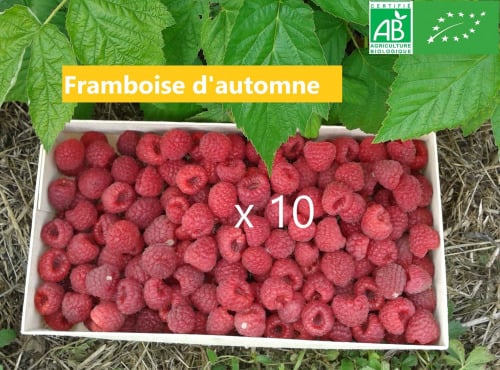 LES JARDINS DE KARINE - Framboise d'automne surgelée - 10 kg