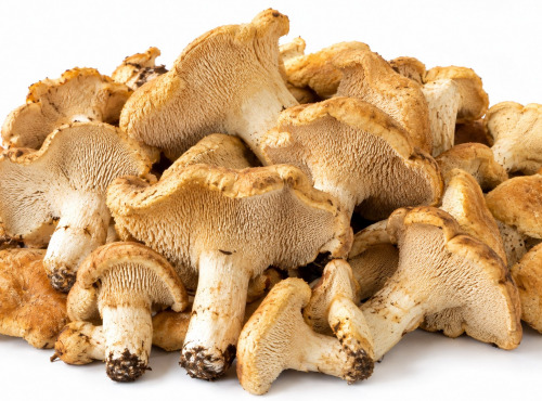 Naturélium - Pieds de mouton frais sauvages