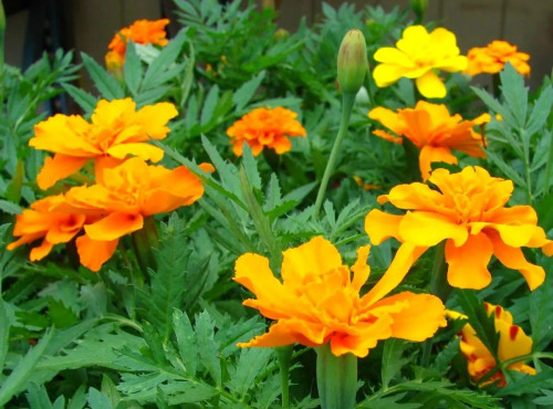 Nature et Saveurs - Ferme Aquaponique et Permacole Astérienne - Rose d’Inde – éclat floral et saveur d’agrumes