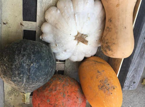 La Ferme de Milly - Anjou - Panier courges 10KG