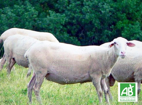 Elevage de Cochons en Forêt et Produits du Terroir Jurassien - Tomme de Brebis - AB - Quart