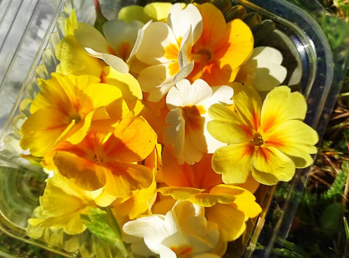 Les Jardins du Mas de Greil - Primevères Blanches Et Jaunes, Fleurs Fraîches