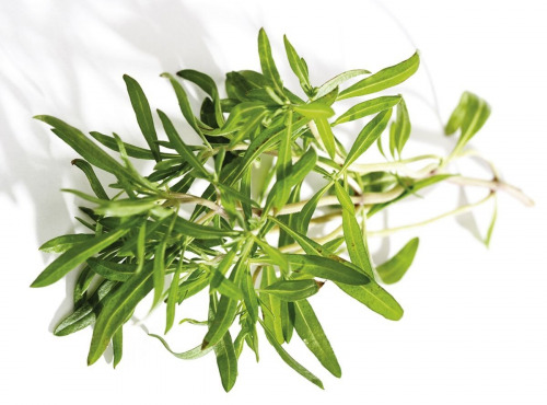 Nature et Saveurs - Ferme Aquaponique et Permacole Astérienne - Sarriette fraîche d’été – intensité et finesse provençale