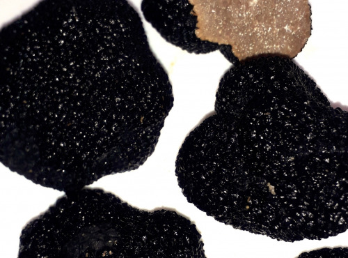 Ferme de Pourcier - Truffe Fraîche - Truffe d'été 500g
