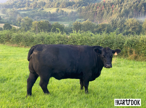 Le Grand Karadok - [Précommande] Coffret Essentiel d'Angus maturé Bio
