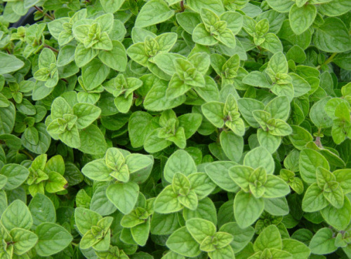 Les Herbes du Roussillon - Origan Frais