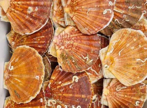 Notre poisson - Coquilles Saint Jacques +13cm de Normandie 6kg