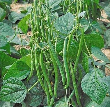 L’Oliveraie du Coudon - Haricots Verts 2KG