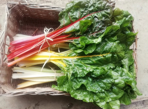 Nature et Saveurs - Ferme Aquaponique et Permacole Astérienne - Blette à carde (poiré) – feuillage tendre et côtes charnues