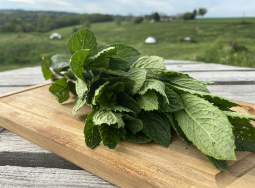 Ferme Sinsac - Menthe marocaine fraiche en botte de 100 grs