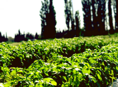 Les Herbes du Roussillon - Basilic Frais