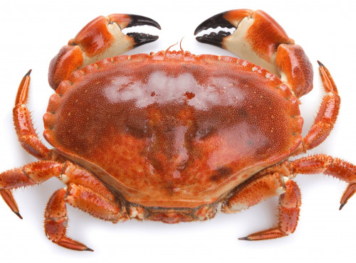 Le Termer - Tourteau vivant 800g - 1000g