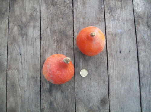 HERBA HUMANA - Mini potimarron orange 4 pièces
