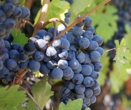 L’Oliveraie du Coudon - RAISIN PRIMA 5kg