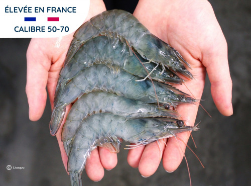 Lisaqua - Crevette Française crue surgelée - 50 à 70 pièces/kg - 5 kgs