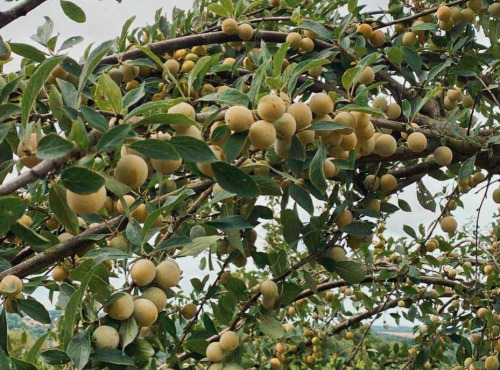 Ferme Sinsac - [Précommande] mirabelles fraiches en carton de 2,5 kg
