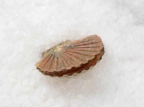 Côté Fish - Mon poisson direct pêcheurs - Coquilles Saint-jacques Non Néttoyées 1000g