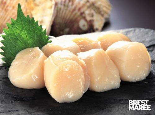 Brest Marée - Noix de Saint Jacques de la Baie de Morlaix - 400g