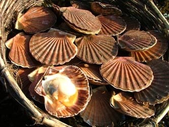 Luximer - Coquilles Saint Jacques Bretonnes Vivantes 4kg pêchées à la drague