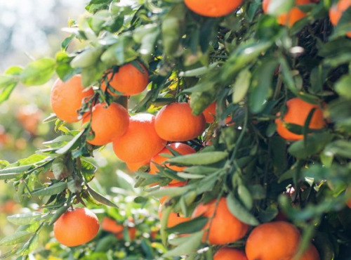 L’Oliveraie du Coudon - Oranges à feuilles de table 2kg