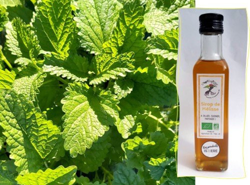 L'Agricueilleur du Suzon - Sirop de Mélisse BIO - 50cl
