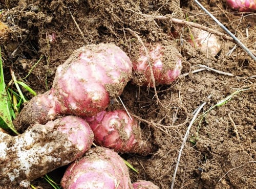 La Ferme de Milly - Anjou - TOPINAMBOURS-BIO-1KG