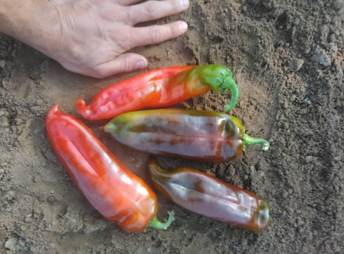 HERBA HUMANA - Piment Numex Big Jim - 500g