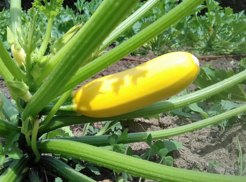 Multiproductions - Cédric Joliveau - Courgette Jaune, 1kg