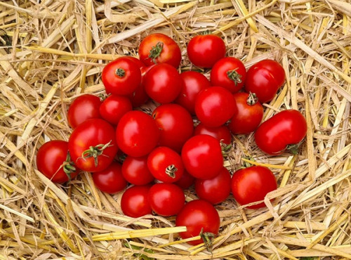 La Ferme de Goas Per - Tomate ancienne Précoce de Quimper Bio - 1kg