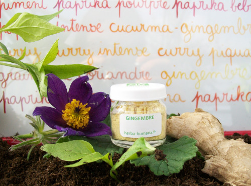 HERBA HUMANA - Gingembre Bio Cultivé en France 3 g