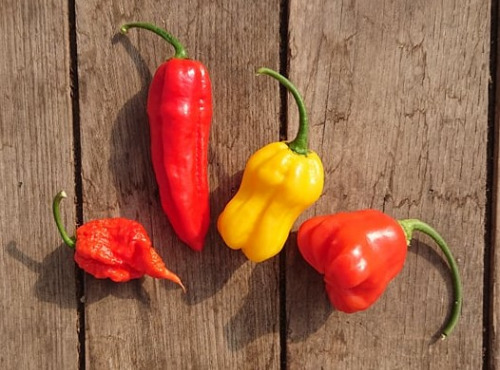 HERBA HUMANA - Piments frais brûlant!