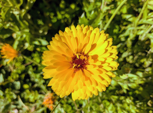 Nature et Saveurs - Ferme Aquaponique et Permacole Astérienne - Fleurs de souci jaune - 15g