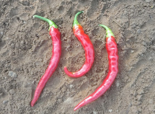 HERBA HUMANA - Piment Guindilla - 40g