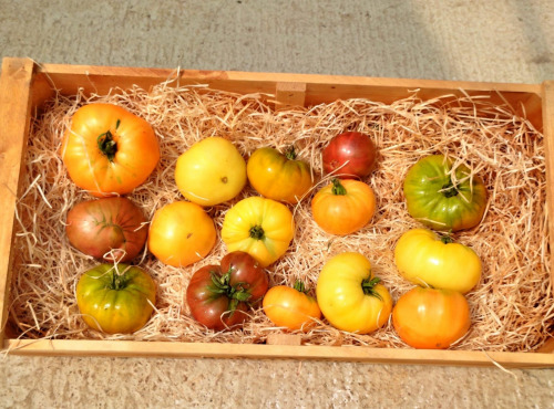 Nature et Saveurs - Ferme Aquaponique et Permacole Astérienne - Tomates Grosses et Anciennes en Mélange