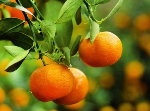 Les Hespérides - Coopérative de la Riviera Française - Clémentine 5kg