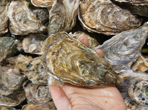 Huitres Damerose - Huîtres naturelles de la Ria d'Etel n°1 - 4 douzaines (50 pièces)