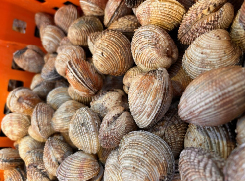 Pêcherie Granvillaise - Praires de la baie de Granville 1kg