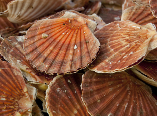 Buccimarée Producteurs Associés - Coquille Saint-jacques vivantes  - 10kg