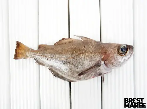 Brest Marée - Tacaud - pièce de 400g