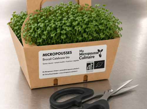 Ma Micropousse culinaire - Micro-pousses bio de brocoli Calabrese – 16 barquettes